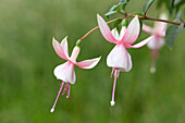 Fuchsia, pink