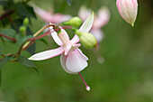 Fuchsia, pink