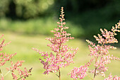 Astilbe japonica, red