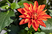 Dahlia, red