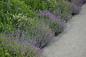 Calamintha nepeta