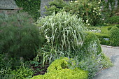 Miscanthus sinensis 'Variegatus'