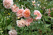Englische Rosen