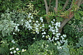Campanula persicifolia, weiß