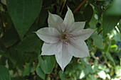 Clematis, rosa