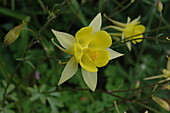 Aquilegia caerulea, yellow