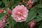 Shrub rose, pink