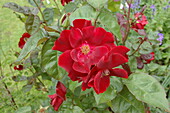 Bed rose, red