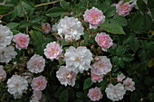 Climbing rose, pink