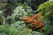 Garden view with woody plants