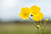 Ranunculus acris