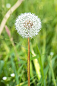 Taraxacum officinale