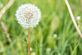 Taraxacum officinale