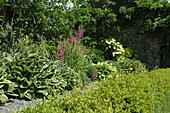 Digitalis purpurea, dunkelrot