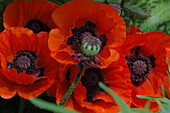 Papaver orientale 'Brillant'