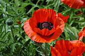 Papaver orientale, rot