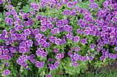 Geranium wallichianum