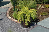 Potted conifer