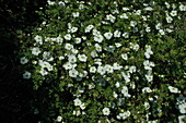 Potentilla fruticosa, white