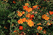 Potentilla fruticosa 'Red Ace'