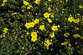 Potentilla fruticosa 'Yellow Giant'