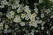 Potentilla fruticosa 'Lemon and Lime'