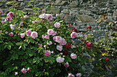 English roses, pink