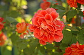 Dwarf rose, orange