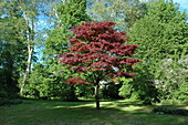 Acer palmatum 'Atropurpureum'.