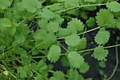 Sanguisorba minor