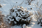 Pflanze unter Schnee