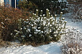 Conifer in the snow