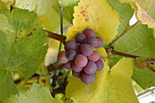 Vitis vinifera, red