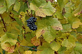 Vitis vinifera, blau