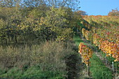 Fruit trees in autumn