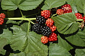 Rubus fruticosus 'Navaho® Arapaho'