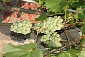 Vitis 'Sirrha'