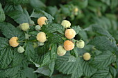 Rubus idaeus 'Poranna'
