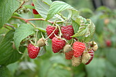 Rubus idaeus 'Polka'®