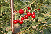 Prunus cerasus 'Topas'®