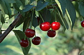 Prunus cerasus 'Morina'(s)