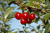 Prunus cerasus 'Vowi'(s)