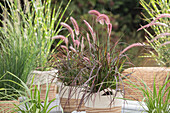 Pennisetum setaceum 'Rubrum'