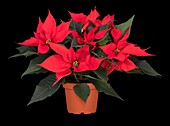 Euphorbia pulcherrima, red