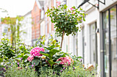 Hydrangea in urban garden