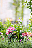 Hydrangea in urban garden