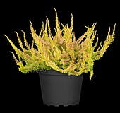 Calluna vulgaris 'Seastar'®