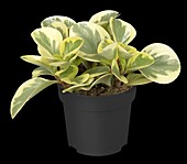 Peperomia obtusifolia 'Variegata'