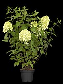 Hydrangea paniculata 'Limelight'(s)