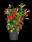 Mandevilla sanderi 'Sundaville Red